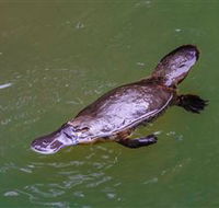 Platypus Viewing at Broken River - Surfers Gold Coast