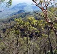 Crediton State Forest - Surfers Gold Coast