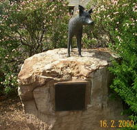 Dingo Statue - Surfers Gold Coast