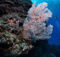 Barracuda Bommie Dive Site - Surfers Gold Coast