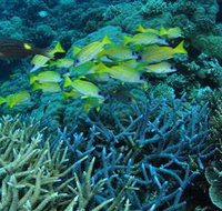 Castle Rock Dive Site - Surfers Gold Coast
