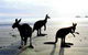 Hibiscus Coast - thumb 0