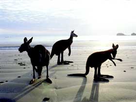 Hibiscus Coast - Surfers Gold Coast 0