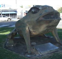 Big Cane Toad - Surfers Gold Coast