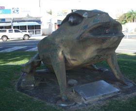 Big Cane Toad - Surfers Gold Coast 0