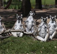 Savannah Visitor Plaza Taronga Western Plains Zoo Dubbo - Surfers Gold Coast
