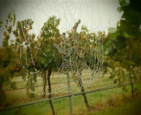 Red Earth Estate Vineyard - Surfers Gold Coast 8