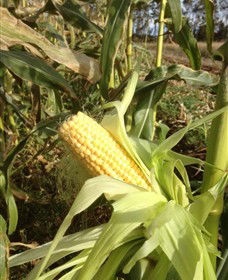 Captains Creek Organic Wines - Surfers Gold Coast 2