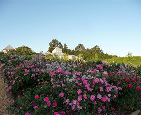 The Tangled Maze & Mistydowns Nursery - Surfers Gold Coast 3