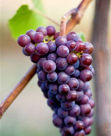 Ellender Estate - Surfers Gold Coast 6