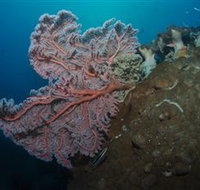 Luncheon Bay Dive Site - Surfers Gold Coast