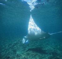 Manta Ray Bay Dive Site - Surfers Gold Coast