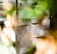 Bees on Keswick Island - Surfers Gold Coast