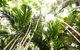 Bushwalking On Keswick Island - thumb 1