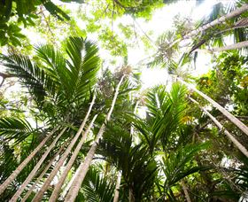 Bushwalking On Keswick Island - Surfers Gold Coast 1