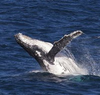 Whale Watching on Keswick Island - Surfers Gold Coast