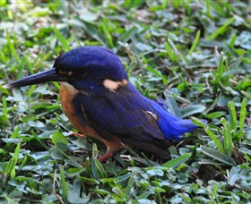 Mount Arthur Reserve - Surfers Gold Coast 1
