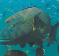 Fairey Reef - Surfers Gold Coast