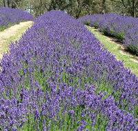 Yuulong Lavender Estate - Surfers Gold Coast