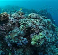 Manta Ray Drop Off Dive Site - Surfers Gold Coast