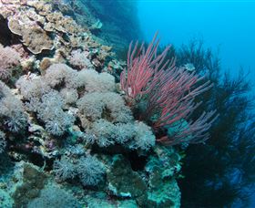 Stepping Stones Dive Site - Surfers Gold Coast 1