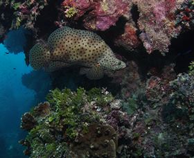 Stepping Stones Dive Site - Surfers Gold Coast 2