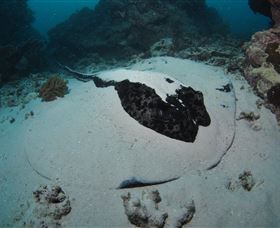 Stepping Stones Dive Site - Surfers Gold Coast 3