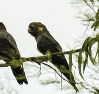 Conimbla National Park - Surfers Gold Coast