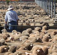 Livestock Marketing Centre - Surfers Gold Coast