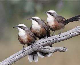 Winton Wetlands Reserve - Surfers Gold Coast 1