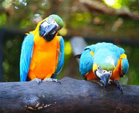 The Rockhampton Zoo - Surfers Gold Coast 2