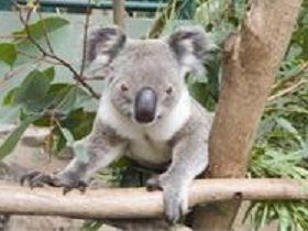 The Rockhampton Zoo - Surfers Gold Coast 1