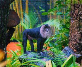 The Rockhampton Zoo - Surfers Gold Coast 3