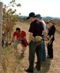 Rosnay Organic Farm And Vineyard - Surfers Gold Coast 2