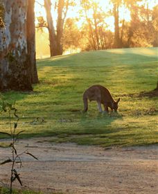 Benalla Golf Club - Surfers Gold Coast 4