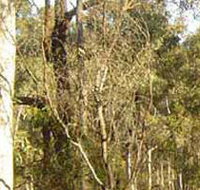 Warby-Ovens National Park - Surfers Gold Coast