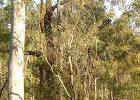 Warby-Ovens National Park - Surfers Gold Coast 0