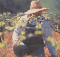 Canobolas Smith Winery - Surfers Gold Coast