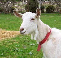 Dunkell Goats - Surfers Gold Coast