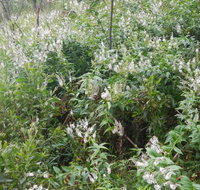 Snowgum walking track - Surfers Gold Coast