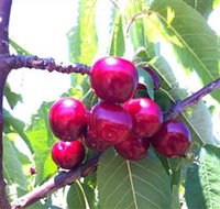 Ballinaclash Orchard and Cellar Door - Surfers Gold Coast
