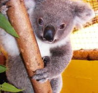 Cooberrie Park Wildlife Sanctuary - Surfers Gold Coast