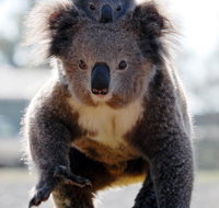 Koalas in Gunnedah - Surfers Gold Coast
