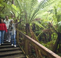 Otway Fly Treetop Adventures - Surfers Gold Coast