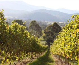 Pizzini Wines King Valley - Surfers Gold Coast 3