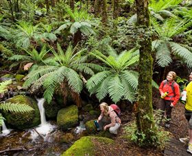 Baw Baw National Park - Surfers Gold Coast 0