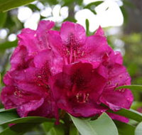Campbell Rhododendron Gardens - Surfers Gold Coast