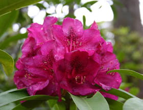 Campbell Rhododendron Gardens - Surfers Gold Coast 0