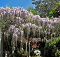 Nooroo Gardens - Surfers Gold Coast