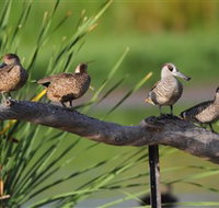 Jerrabomberra Wetlands - Surfers Gold Coast